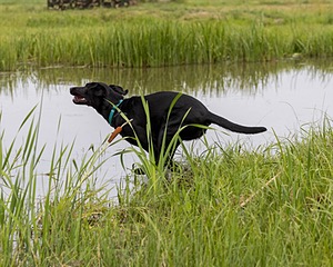 Bling Kennedy