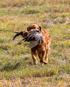 Tracker
