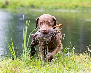 Hunter Law