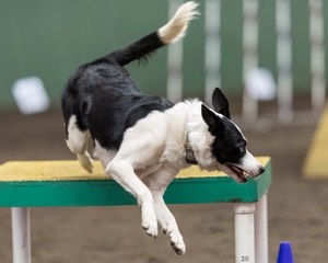 Shiner Thurlow