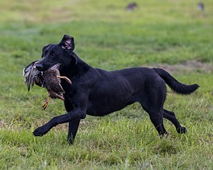 Cane Robichaud