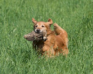 20160604-SEAL-0267.jpg