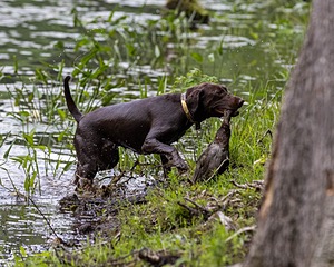 River Williams