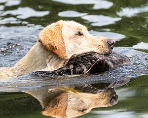 Joy Reed