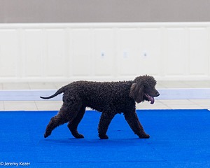 19 - CH BALLYHOO'S WHO'S YOUR PADDY CD RA BCAT SWE SIM SEM RATO