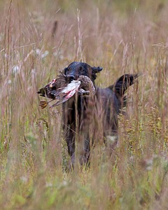 Splash Nettleton-Smilas