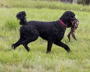 Hugo
