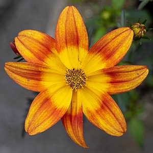 Flower, Amesbury, Massachusetts