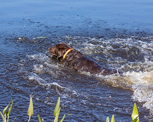 Baker Marsh