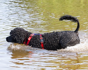Phelps