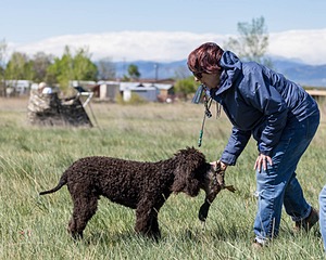 Ghillie