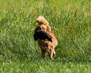 20150801-LRCGB-0067.jpg