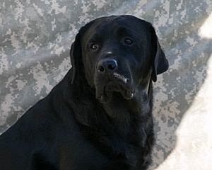 Daisymae