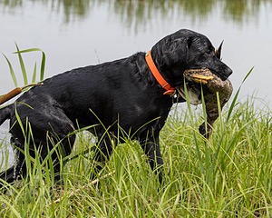 Buster Lobley