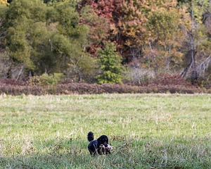 Briscoe Cassidy
