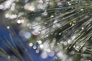 Pine Needles, Yosemite National Park
