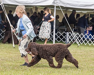 07 - GCH CH CASTLEHILL'S RAMBLIN' RAFAEL O'CRISPIN BN (Rafi)