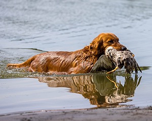Singe Bove