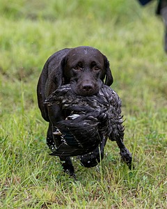Katlee