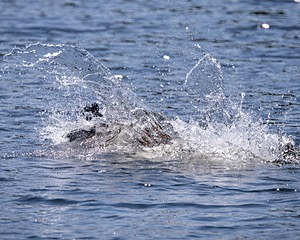 Liza Brogan