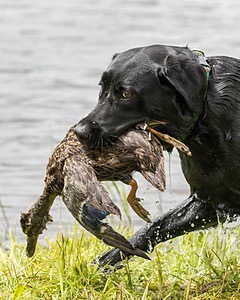 20170603-SHRW-1448.jpg