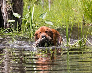 Rosie Amidon