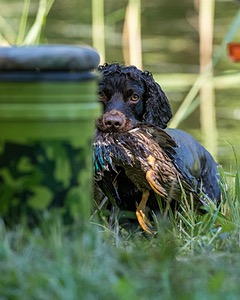 BEAR Krackow