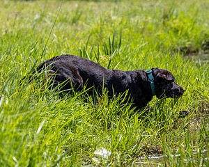 Otter Henry
