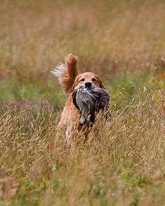 20130713-SHL-0975.jpg