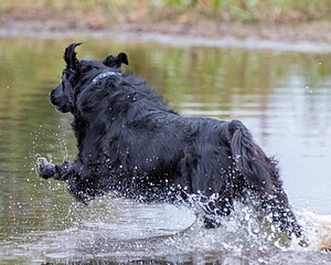 Ripple