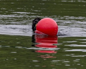 Boaty Bellicose