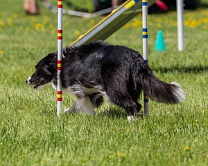 20170520-NEAT-1610.jpg