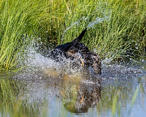 Baloo Amenabar