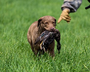Hunter Law
