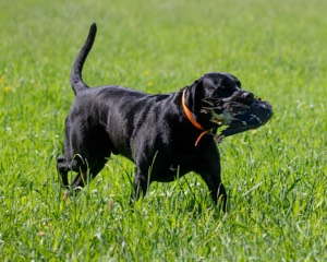 Gibbs