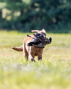 Poacher Bellanceau