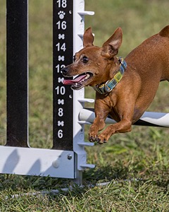 Indie Manzi
