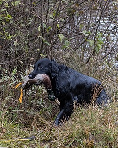 Gunner McCluer