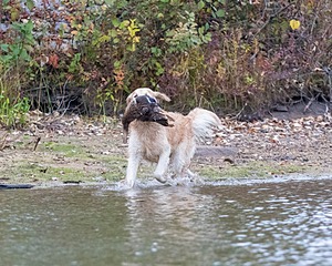 Ghillie