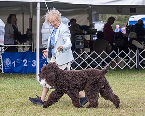 07 - GCH CH CASTLEHILL'S RAMBLIN' RAFAEL O'CRISPIN BN (Rafi)