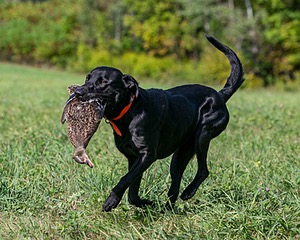 Brutus Culbertson