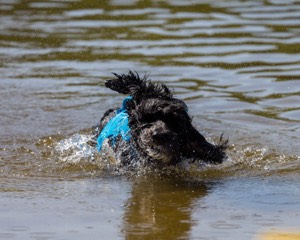 Fenwick Kutner
