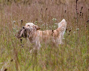Sedge Houston