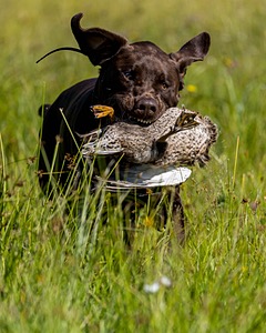 Goose Merrigan