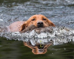Ruby Lorentzson