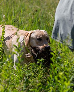 Merle