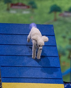 Bolt Kearney