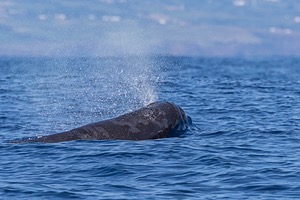 Sperm Whale