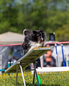 Tuukka Thibodeau