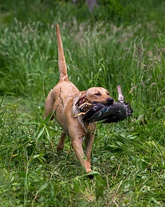 20170603-SHRW-1965.jpg